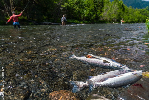 Fishing for salmon on the Russian River in Alaska photo