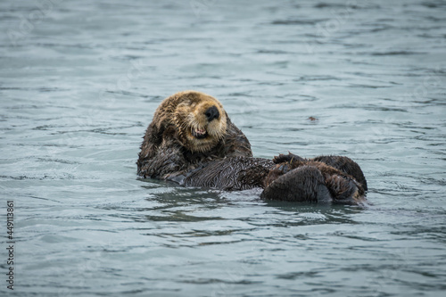 Sea otter close up portrait © Pavel