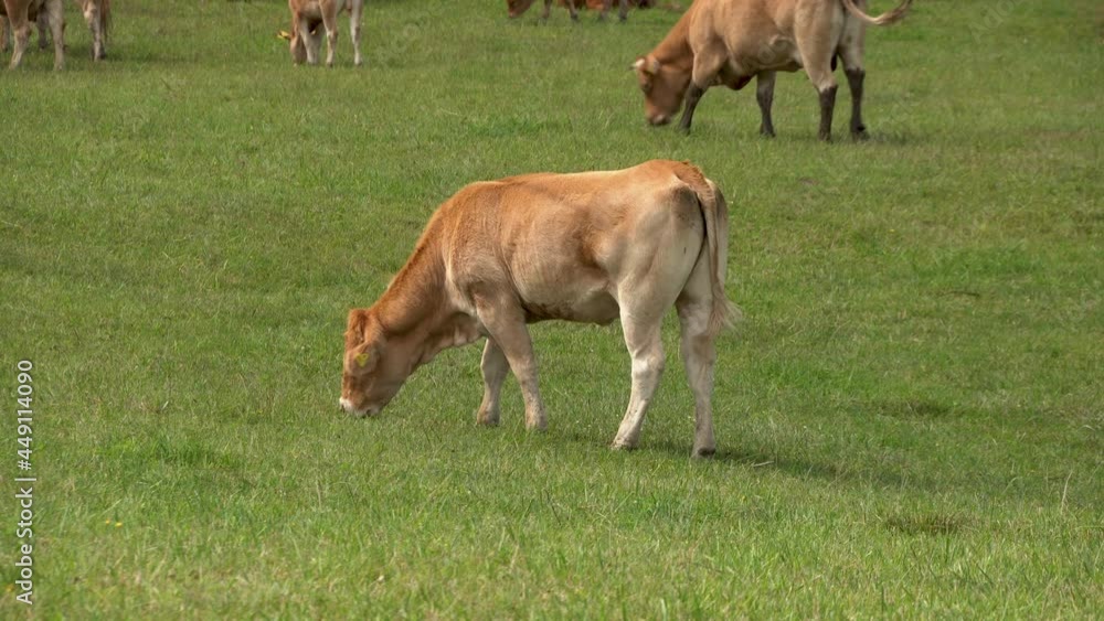 Cows In The Fields Grazing At Daytime Near Countryside Of Zielenica, Poland. - Closeup Shot Cows In The Fields Grazing At Daytime Near Countryside Of Zielenica, Poland. - Closeup Shot
