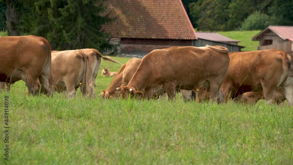Herd Of Milk Cows Eating Grass At Farm Livestock During Sunny Day In Zielenica County, Poland. - Closeup Shot Herd Of Milk Cows Eating Grass At Farm Livestock During Sunny Day In Zielenica County, Poland. - Closeup Shot