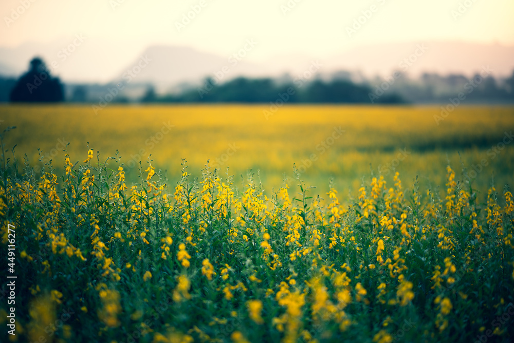 nature landscape outdoor meadow field of yellow flower in summer, beautiful blossom green grass plant background with blue sky, countryside land in spring season
