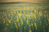 nature landscape outdoor meadow field of yellow flower in summer, beautiful blossom green grass plant background with blue sky, countryside land in spring season