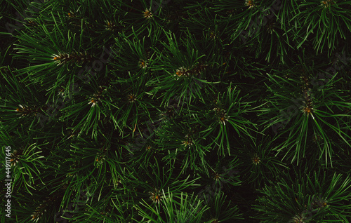 Green fir tree texture. Abstract nature or christmas tree background. Top view