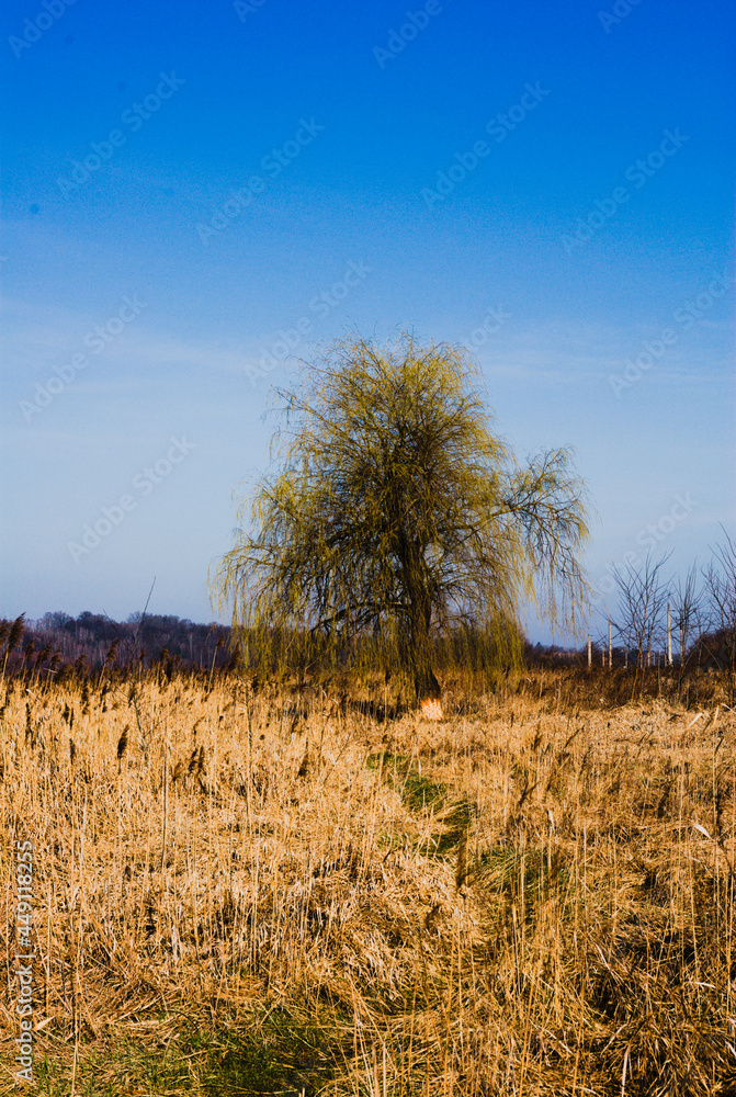 tree in the field tree in the field