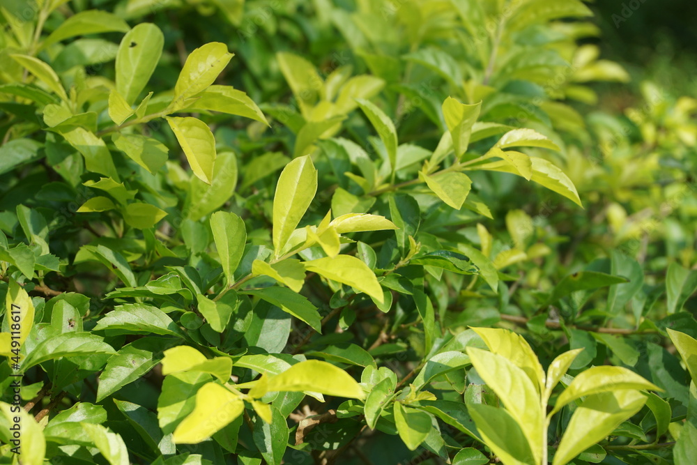 Obraz premium Gold mound leaves. Also called Sinyo nakal, Duranta erecta, teh-tehan, alba, aurea, geisha girl, sapphire showers and variegata