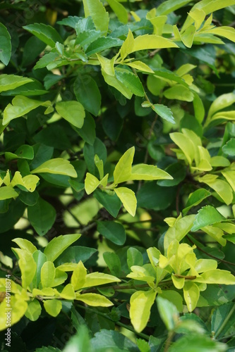 Wallpaper Mural Gold mound leaves. Also called Sinyo nakal, Duranta erecta, teh-tehan, alba, aurea, geisha girl, sapphire showers and variegata Torontodigital.ca