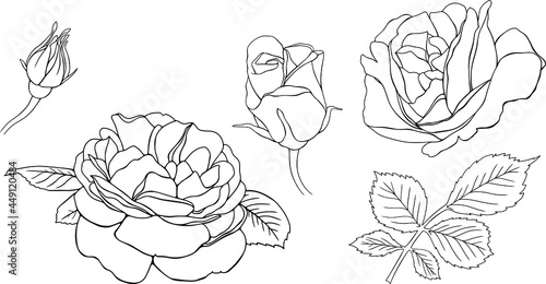 Roses flowers isolated on white. Hand drawn line vector illustration. Eps10