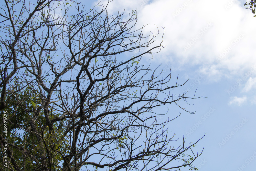 background nature treetop branch at forest postcard style background nature treetop branch at forest postcard style