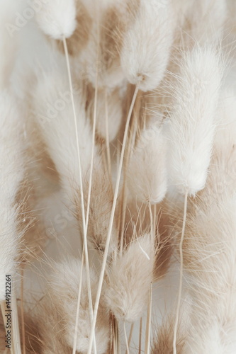 Dry fluffy bunny tails grass Lagurus Ovatus flowers on white background.  Tan pom pom plants backdrop.Poster photo