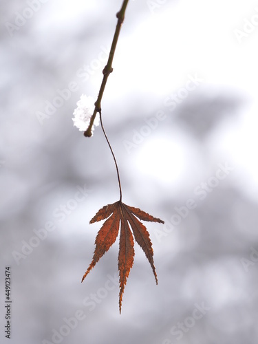 雪と落ちずに残った紅葉