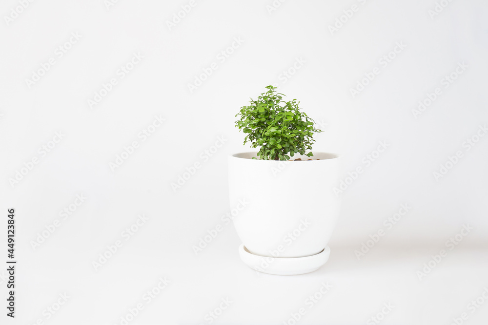 Miniature plants on white background. Small tree in white pot, Garden in tray. Miniature plants on white background. Small tree in white pot, Garden in tray.