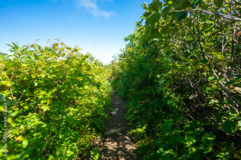 Obraz premium 新潟県糸魚川市、妙高市にある火打山、妙高山の登山をしている風景 Scenery of climbing Mount Hiuchi and Mount Myoko in Itoigawa and Myoko City, Niigata Prefecture.