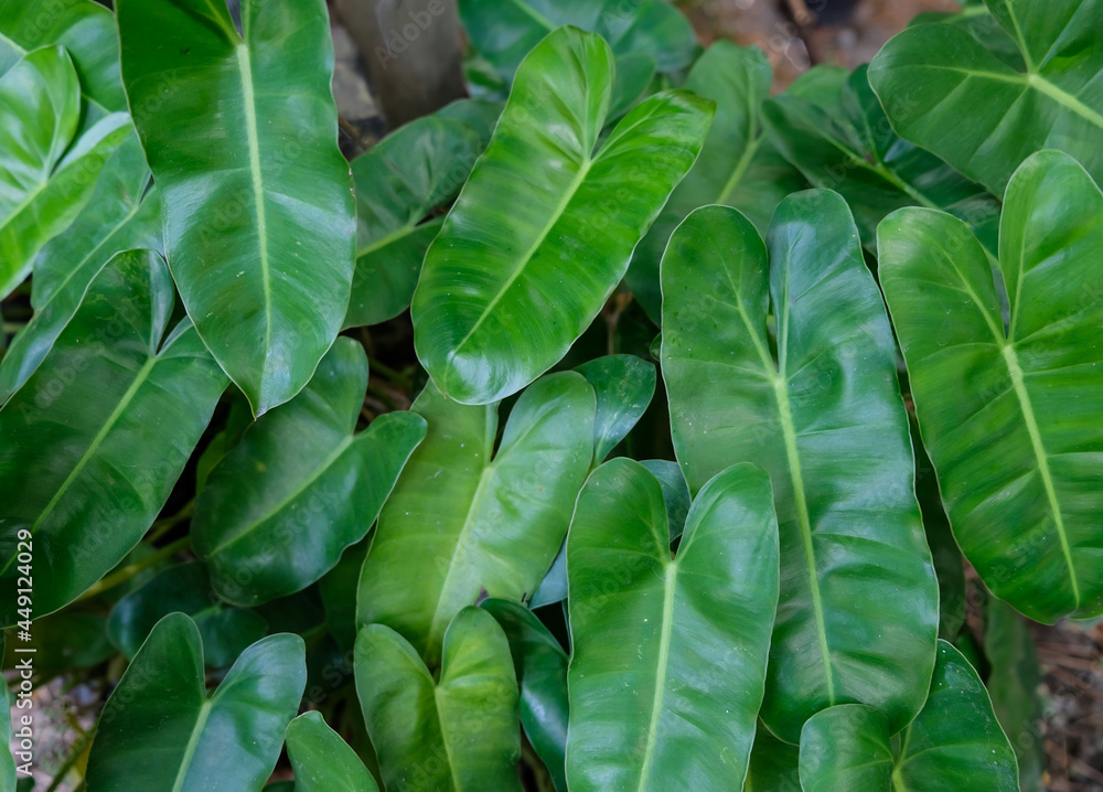 Fototapeta premium Tropical green foliage of southeast asian countries. Elephant Ear Plant. Great for landscaping, ornamental and potted plant indoor or outdoor.
