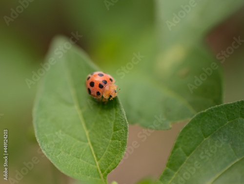 ladybug on green leaf © joeyx.j