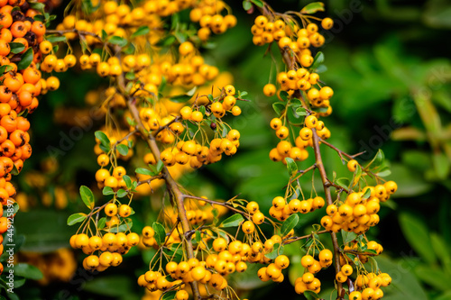 Small yellow and orange fruits or berries of Pyracantha plant  also known as firethorn in a garden in a sunny autumn day  beautiful outdoor floral background photographed with soft focus.