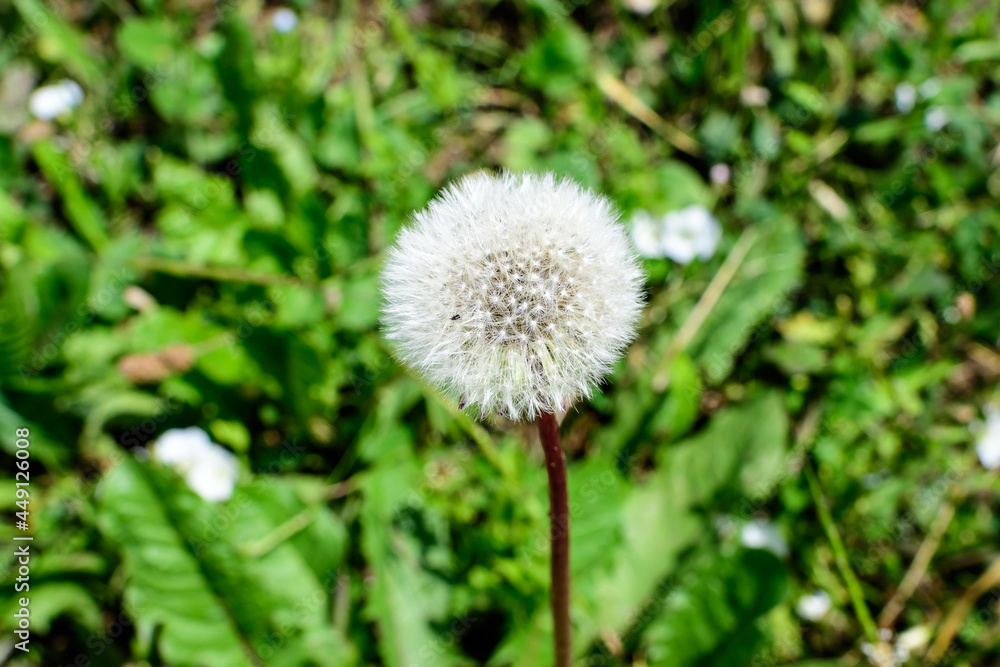 Delicate dandelion puffs or Taraxacum flowers in a garden in a sunny spring day. Delicate dandelion puffs or Taraxacum flowers in a garden in a sunny spring day.