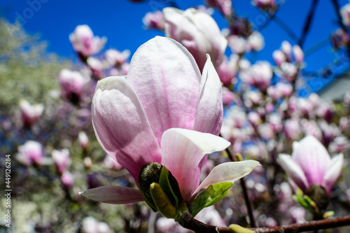One delicate white and pink magnolia flower in full bloom on a branch in a garden in a sunny spring day, beautiful outdoor floral background photographed with soft focus.