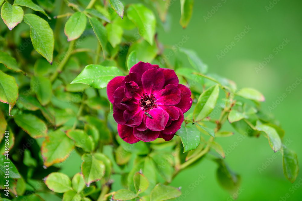 One large and delicate vivid purple rose in full bloom in a summer garden, in direct sunlight, with blurred green leaves in the background.