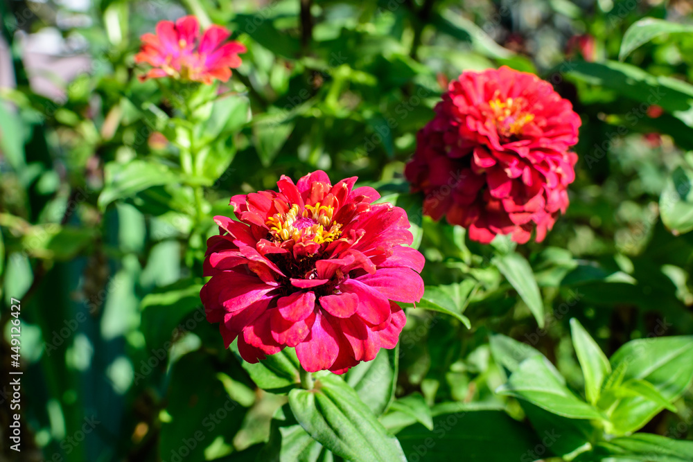 Close up of one beautiful large red zinnia flower in full bloom on blurred green background, photographed with soft focus in a garden in a sunny summer day. Close up of one beautiful large red zinnia flower in full bloom on blurred green background, photographed with soft focus in a garden in a sunny summer day.