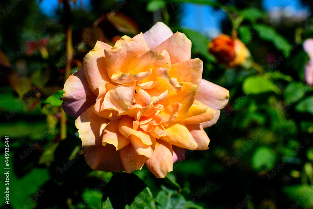 One large and delicate vivid orange rose in full bloom in a summer garden, in direct sunlight, with blurred green leaves in the background. One large and delicate vivid orange rose in full bloom in a summer garden, in direct sunlight, with blurred green leaves in the background.
