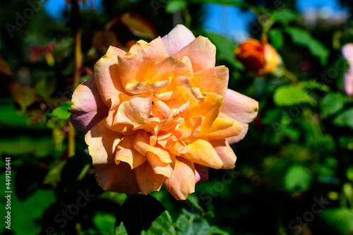 One large and delicate vivid orange rose in full bloom in a summer garden  in direct sunlight  with blurred green leaves in the background.