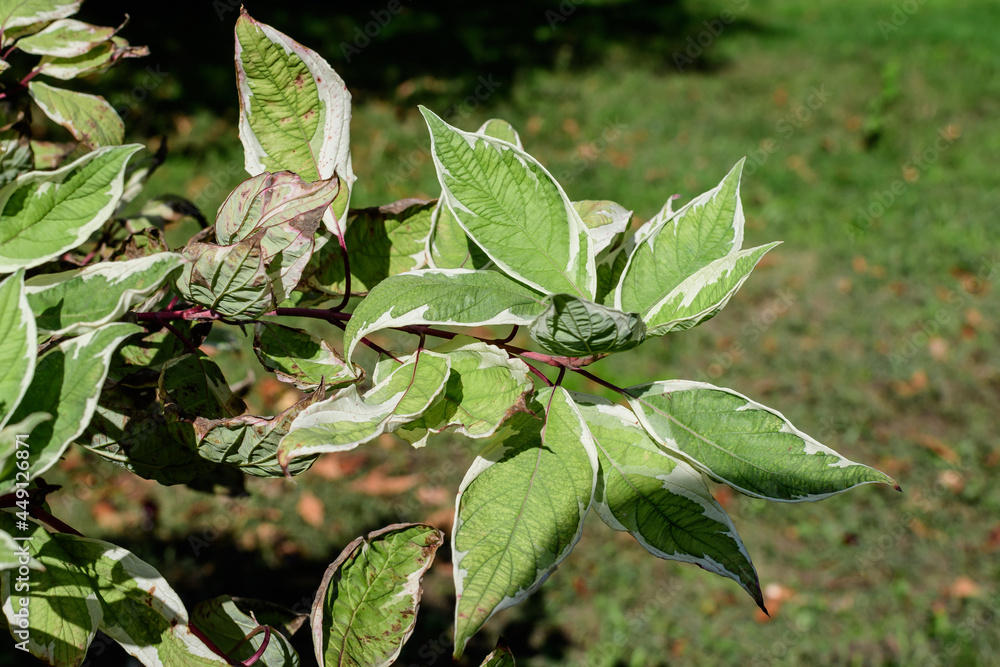 White and green delicate leaves of Cornus alba shrub, known as red barked, white or Siberian dogwood, and green leaves in a garden in a sunny spring day beautiful outdoor floral background. White and green delicate leaves of Cornus alba shrub, known as red barked, white or Siberian dogwood, and green leaves in a garden in a sunny spring day beautiful outdoor floral background.