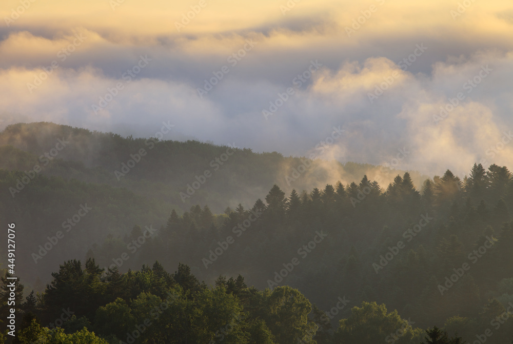 Naklejka premium mountain forest after rain
