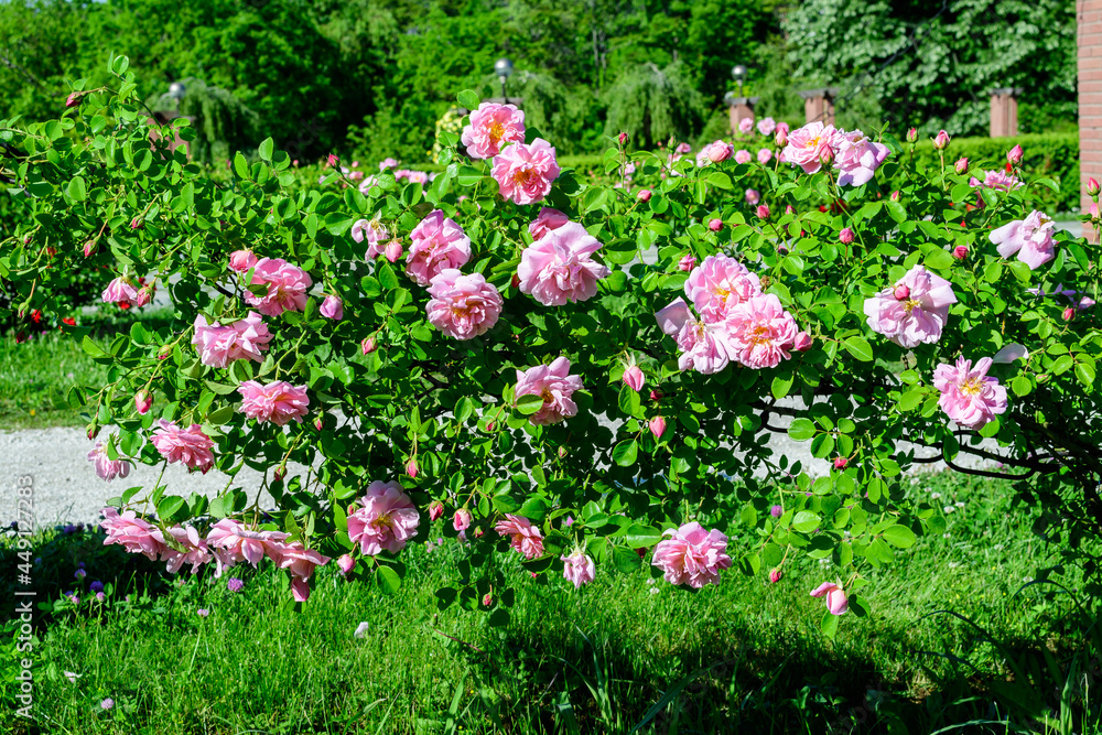 Large green bush with many fresh vivid pink roses and green leaves in a garden in a sunny summer day, beautiful outdoor floral background photographed with soft focus. Large green bush with many fresh vivid pink roses and green leaves in a garden in a sunny summer day, beautiful outdoor floral background photographed with soft focus.