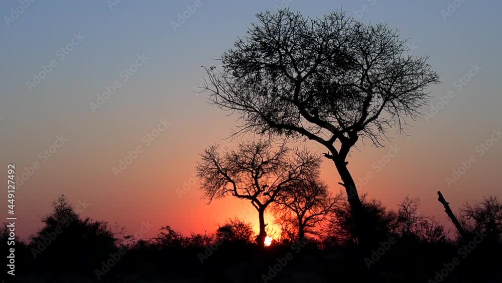 Scenic African sunset with a picturesque glowing orange sky and the silhouette trees. Scenic African sunset with a picturesque glowing orange sky and the silhouette trees.