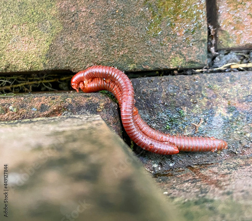 A pair of millipedes are mating, Mating of millipedes on cement at the breeding season,