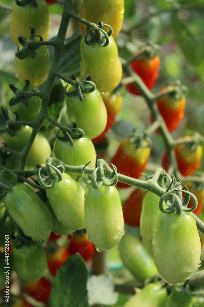 Green unripe italian datterini tomatoes growing on plant covered by raindrops on summer on a sunny day Green unripe italian datterini tomatoes growing on plant covered by raindrops on summer on a sunny day