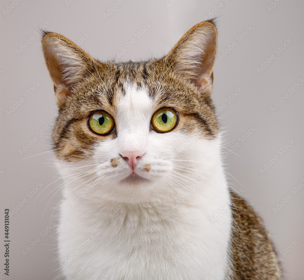 Portrait of cute Cat Gazing with big green eyes