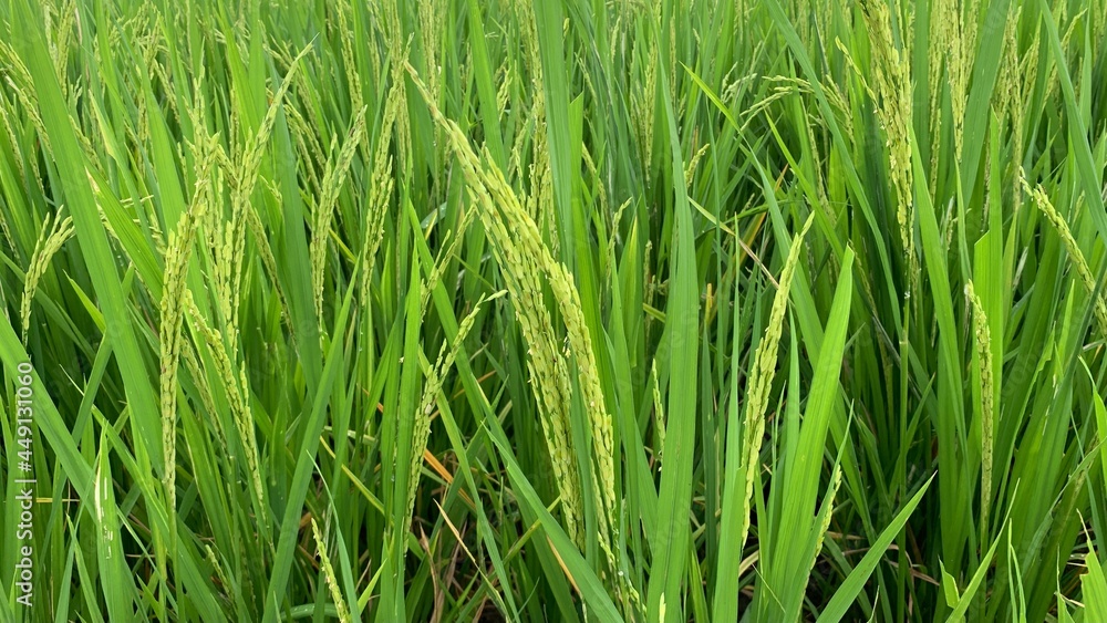 Close up growth Jasmine rice plant in field green grass background Close up growth Jasmine rice plant in field green grass background