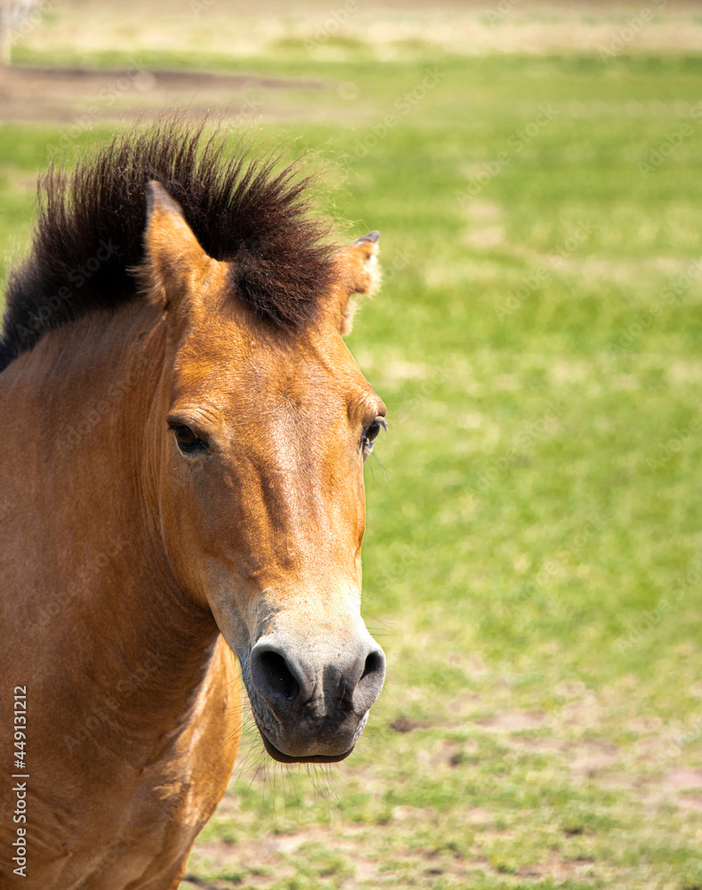 portrait of Przhivalsky's wild horse. Head close-up. Raised mane. Wild horse on a background of grass. Horse head. Place for your text. Year of the horse concept. High quality photo portrait of Przhivalsky's wild horse. Head close-up. Raised mane. Wild horse on a background of grass. Horse head. Place for your text. Year of the horse concept. High quality photo