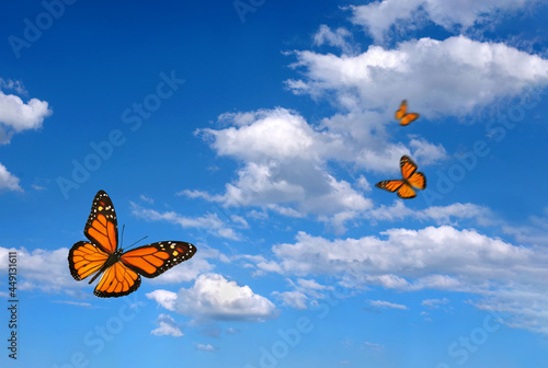 Canvas Print bright butterflies flying in the blue sky with clouds