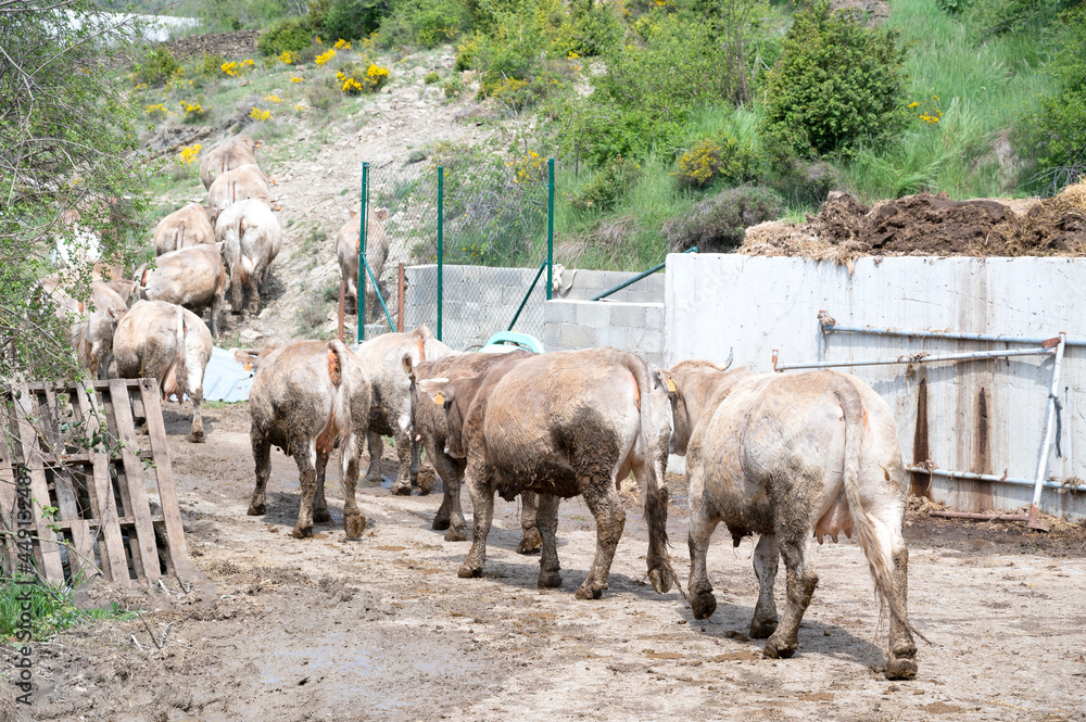Obraz premium group of cows leaving the farm