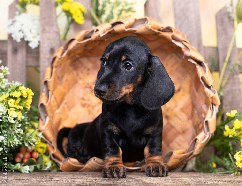 dachshund dog black tan color and spring flowers