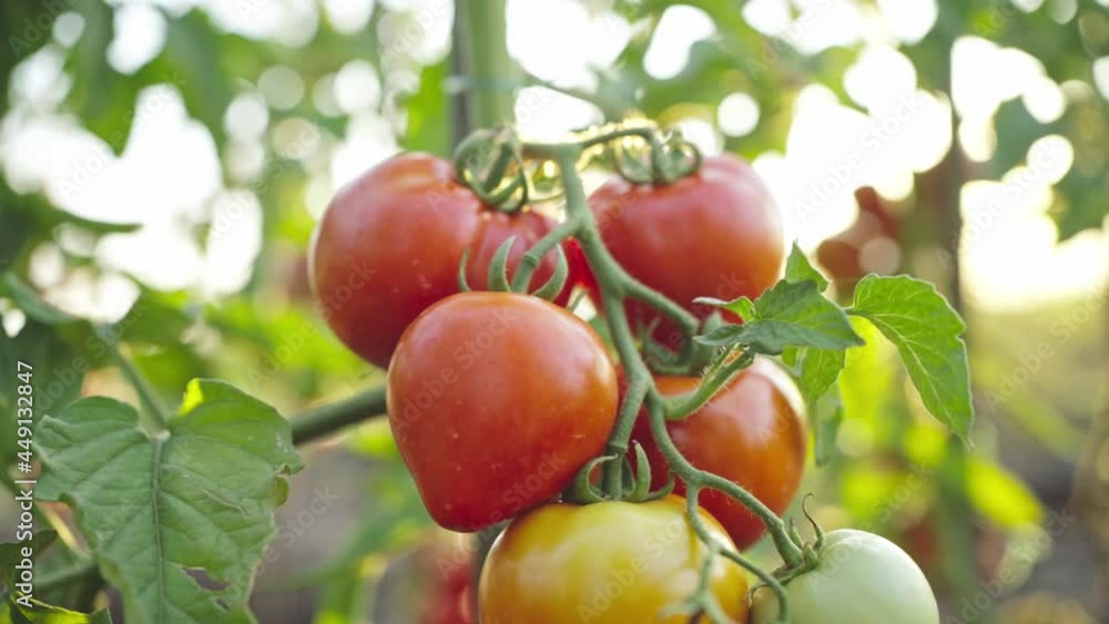 Beautiful red tomatoes close-up on a background of sunbeams.Home farming and gardening. Vegetable harvesting concept. Beautiful red tomatoes close-up on a background of sunbeams.Home farming and gardening. Vegetable harvesting concept.