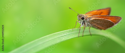Photography magnificent butterfly sitting on a green blade of grass close up