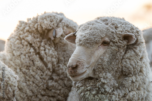 Two merino sheep photo
