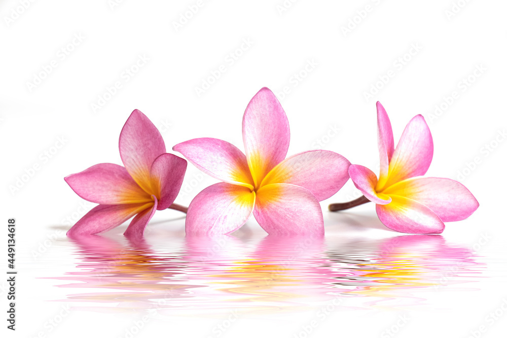 three frangipani flowers in the water, reflection on a white background three frangipani flowers in the water, reflection on a white background