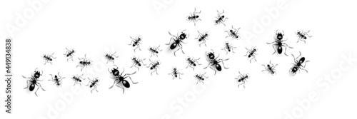 Group of black ants