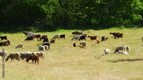 Wallpaper Mural Herd of sheep and goats grazing in the meadows .sunny summer day. rural area. 4K.  trees in the background. Torontodigital.ca