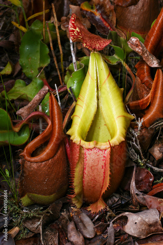 Carnivorous pitcher plant (Nepenthes veitchii), Sarawak, Borneo, Malaysia