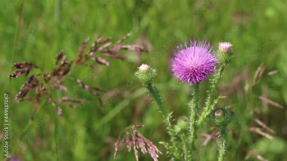 Flowering of prickly thistle in a meadow in Siberia Flowering of prickly thistle in a meadow in Siberia