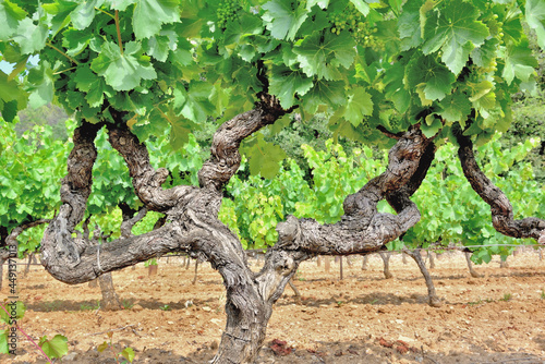 closeup on the vinegrape in a fied growing in summer