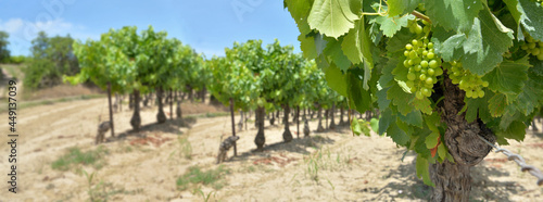 panoramic view on grapes growing  in vineyard in a field  in summer