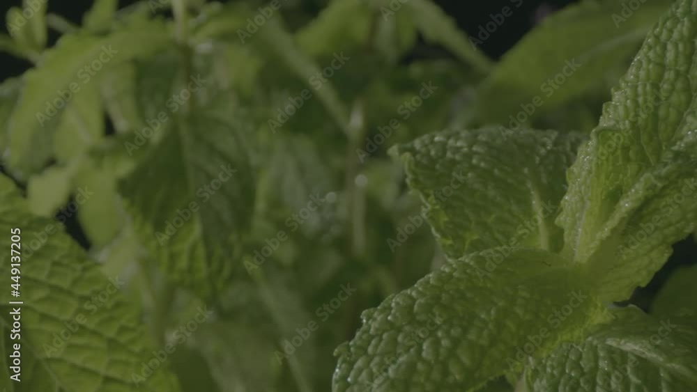 Mint leaf push through with water drop Mint leaf push through with water drop