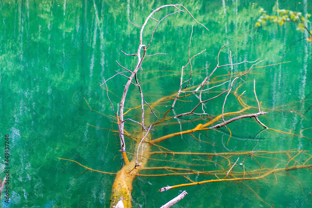 A dried tree lies in the turquoise water of the lake.
