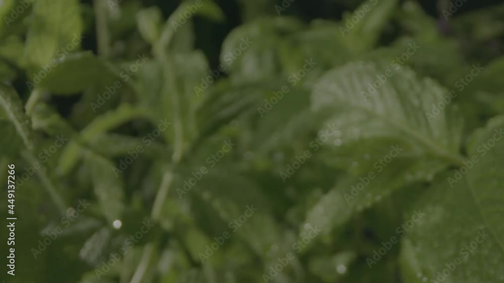 Mint leaf push through with water drop Mint leaf push through with water drop